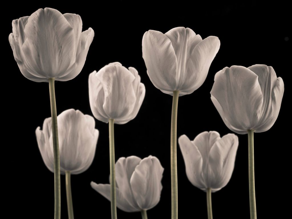 Tulipanes diferentes