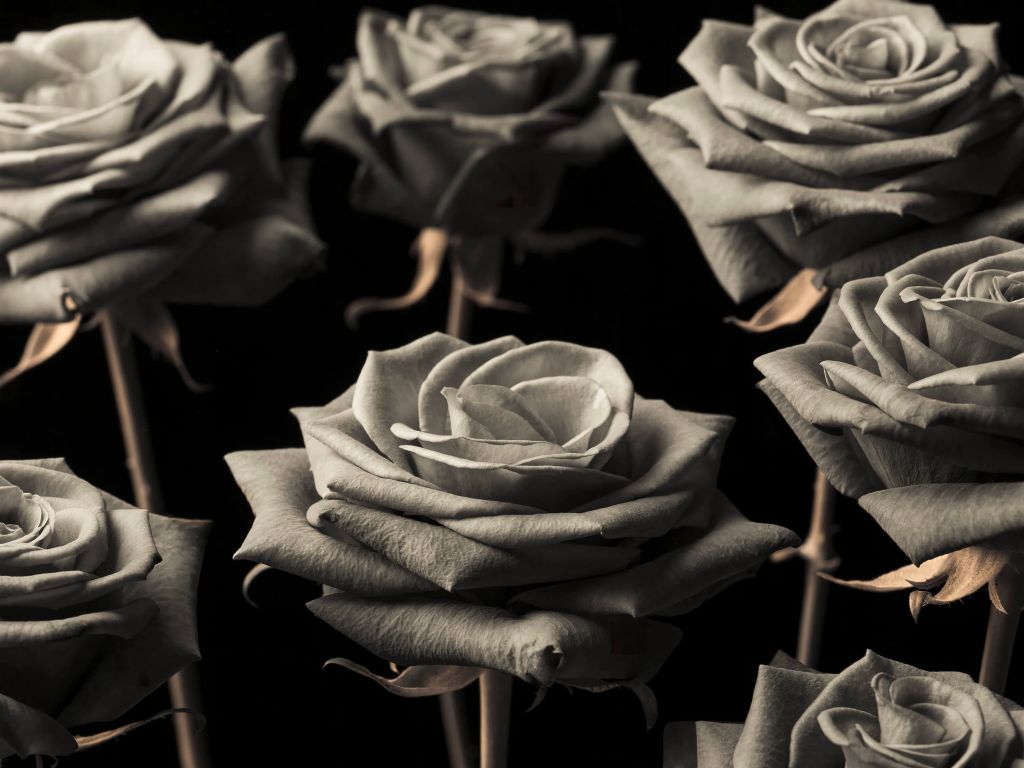 Rosas sepia