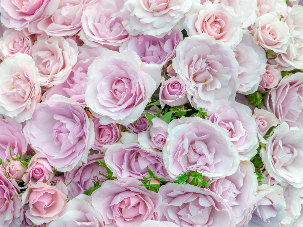  Papel pintado de flores e insectos con diseño de flor