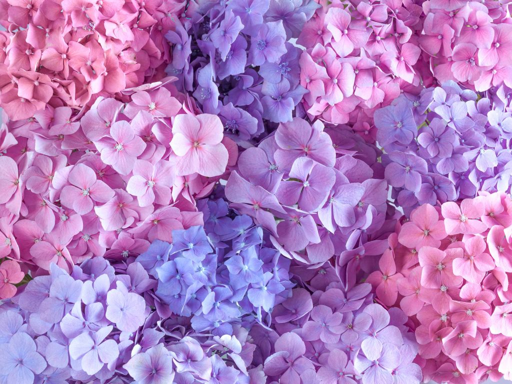 Hortensias de colores