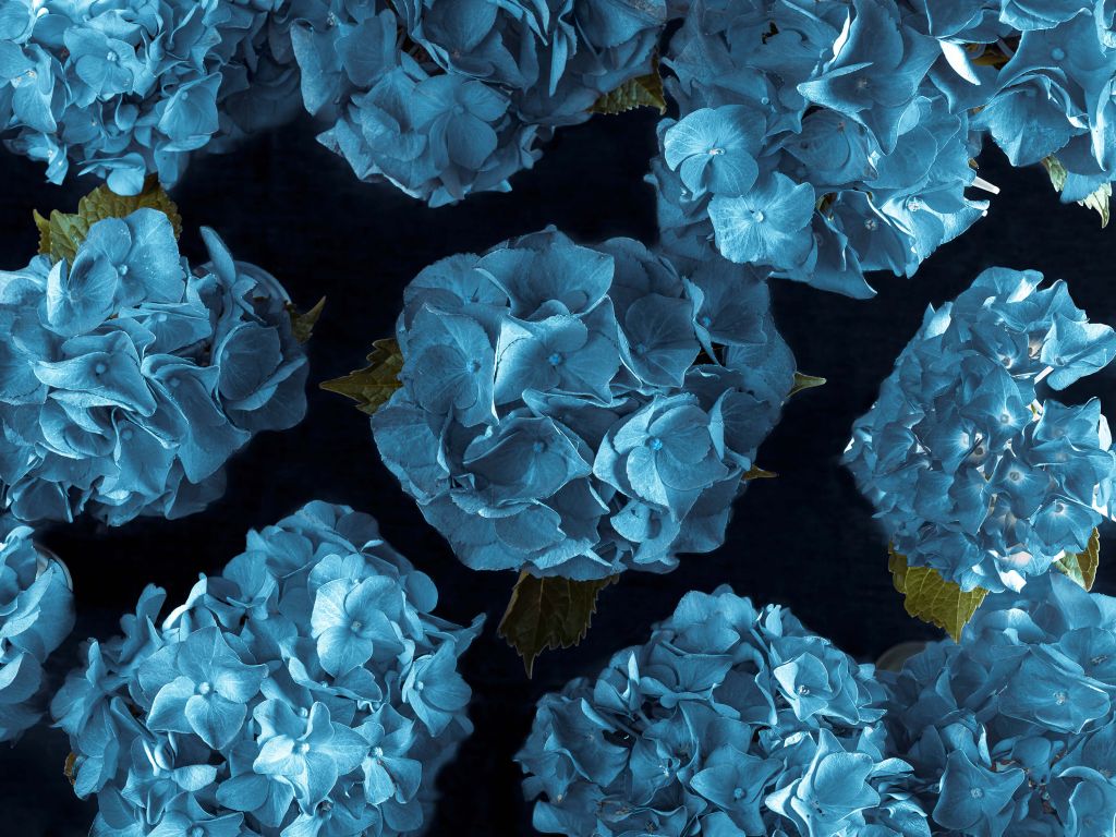 Hortensias azules