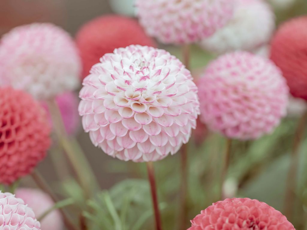 Flores de dalia rosa