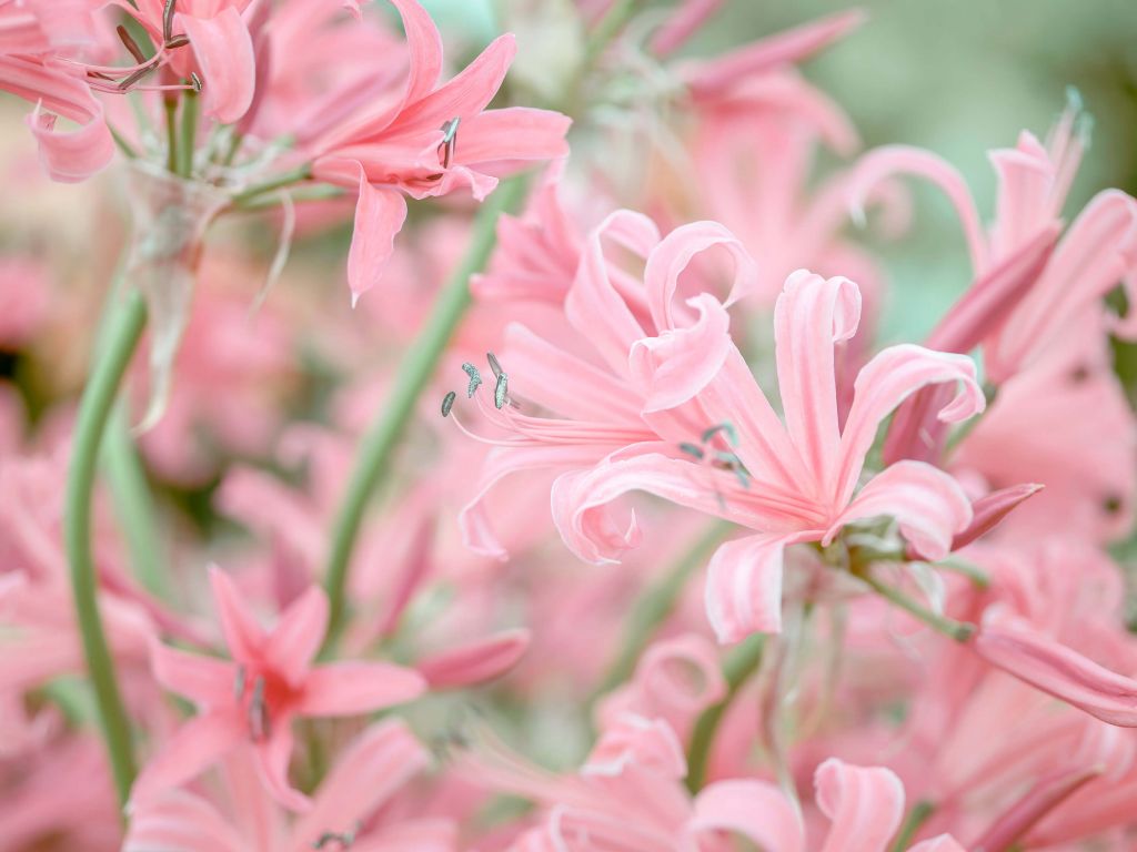 Flores de nerina