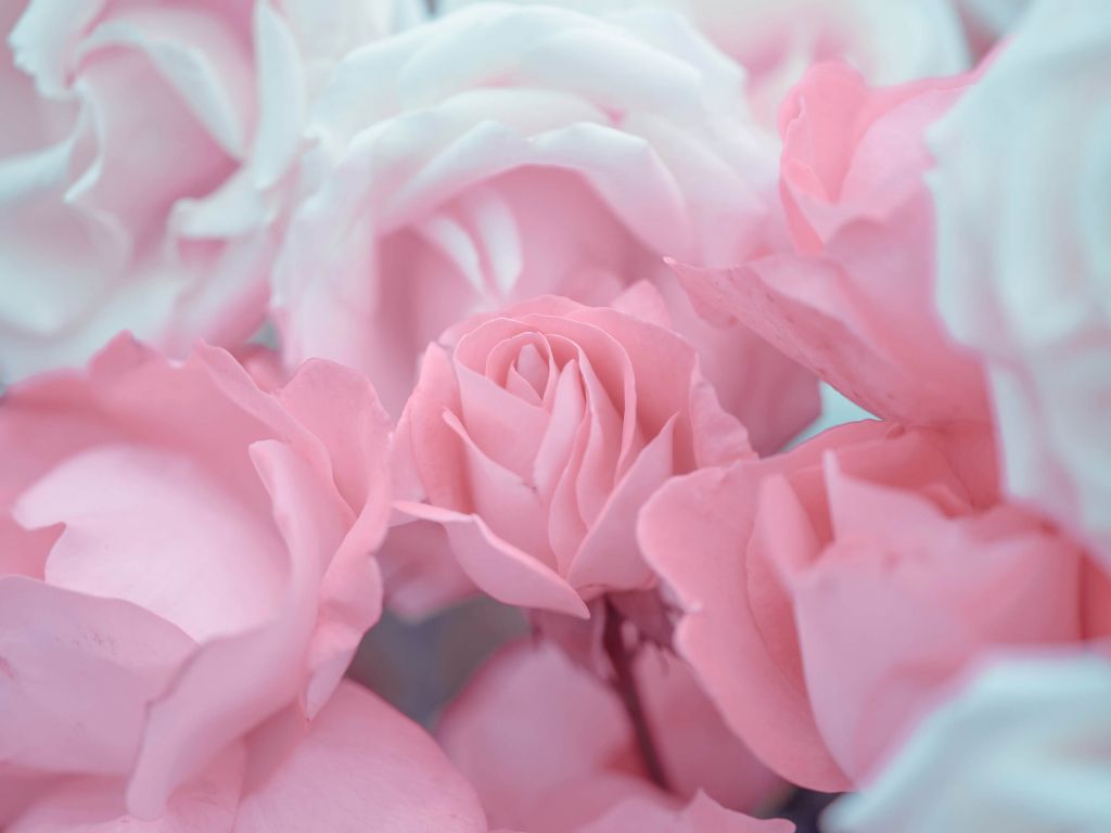 Flores de rosa