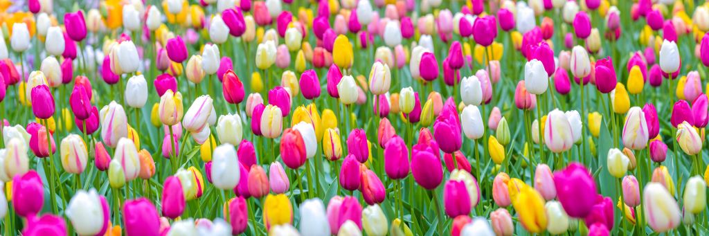Tulipanes de colores en un campo