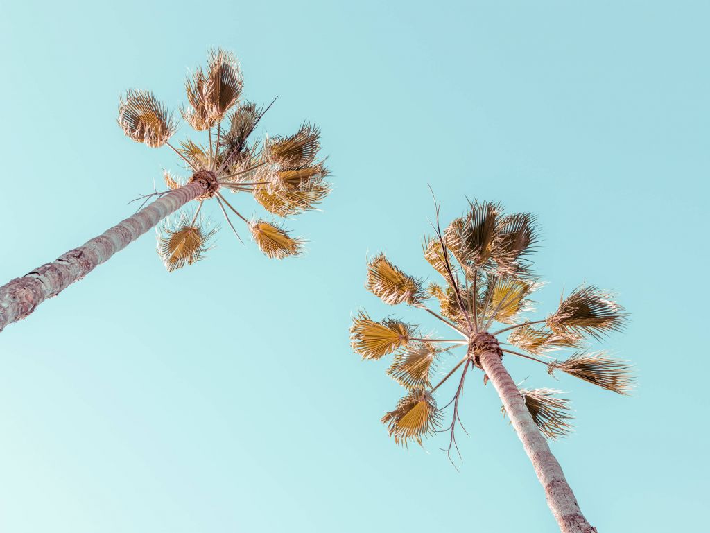 Palmeras con un cielo azul