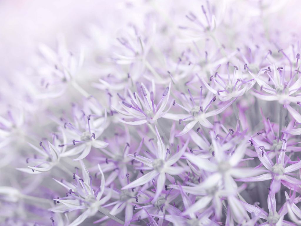 Primer plano de las flores de Allium