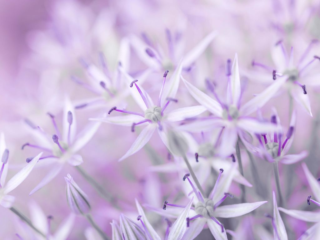 Primer plano de las flores de allium