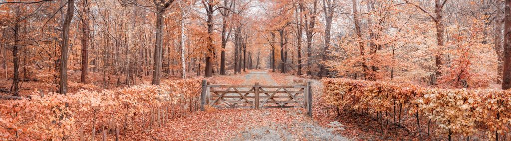 Paso al bosque de otoño