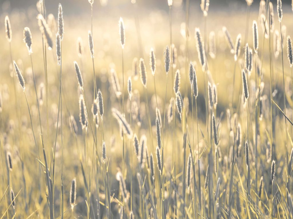 Pradera de verano