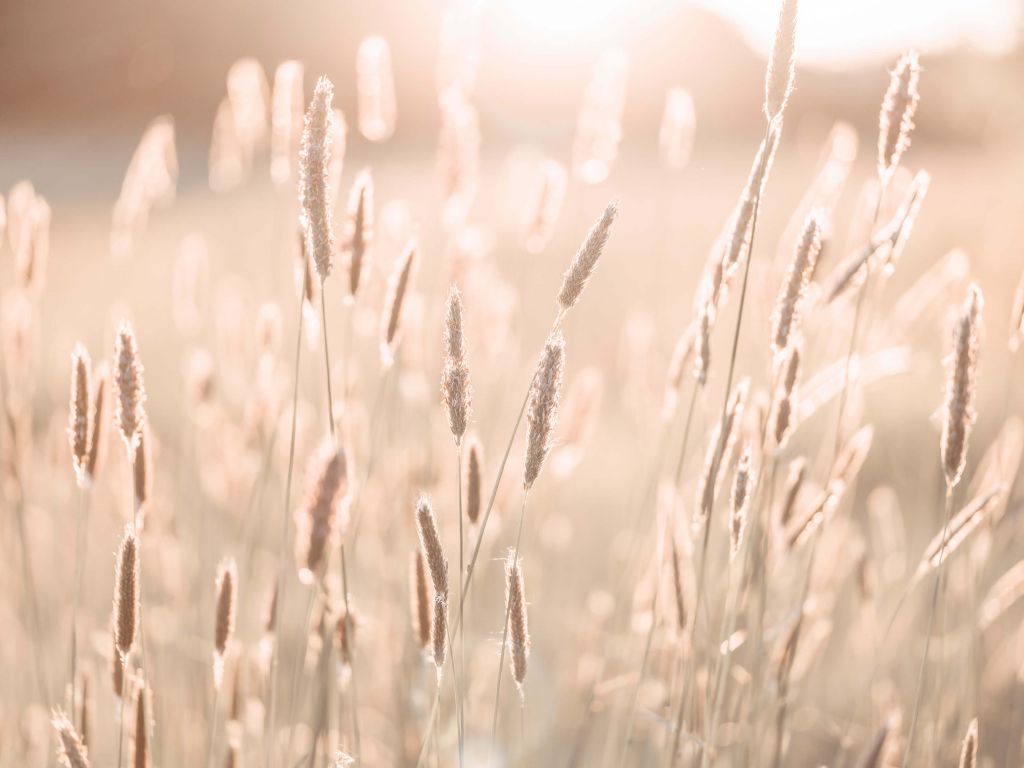 La luz del sol a través de la pradera