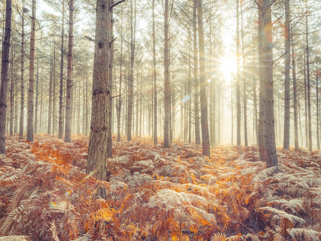 Rayos de sol a través de los fríos árboles