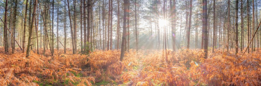 Los rayos del sol a través del bosque