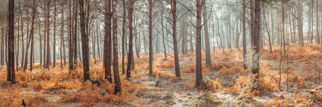 Bosque durante el otoño