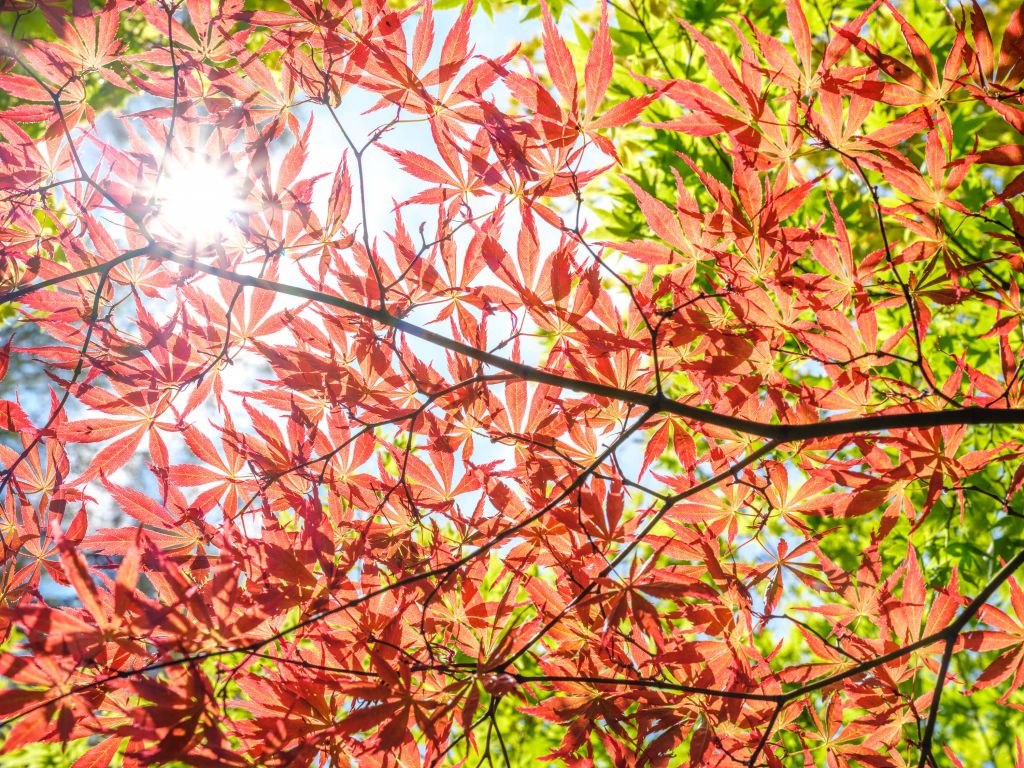 Hojas rojas de otoño