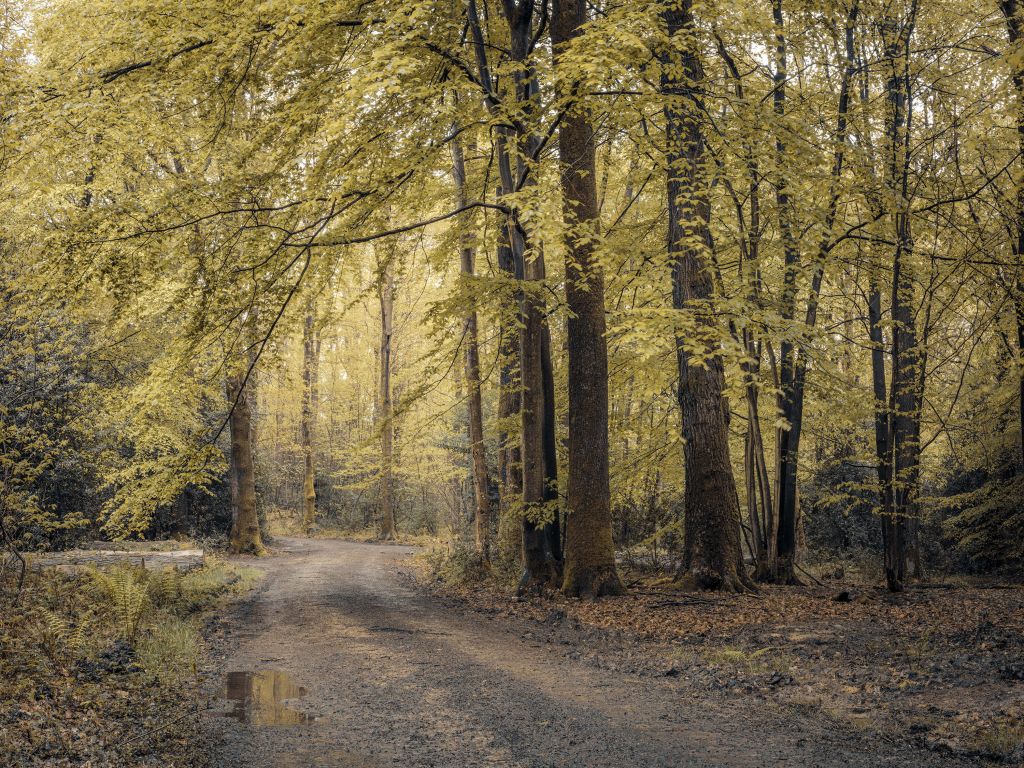 Camino a través de un bosque verde