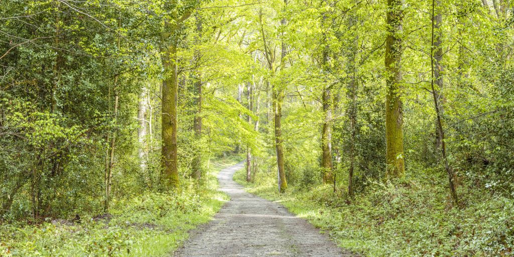 el bosque verde