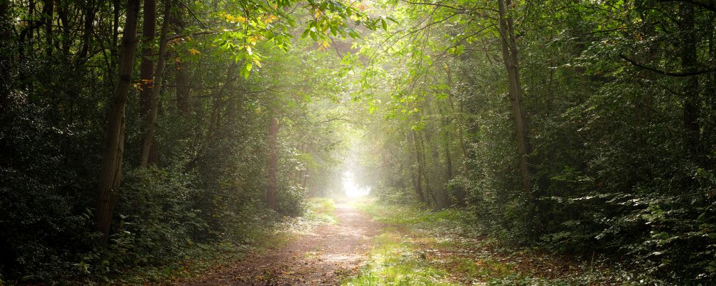 Camino a través de un bosque brumoso