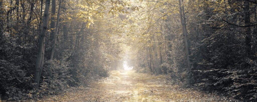 Camino a través de un bosque desierto