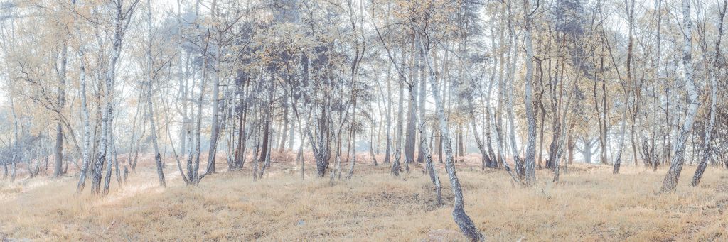 Bosque abandonado