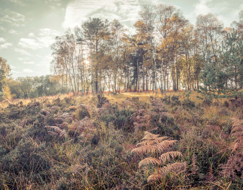 Bosque por la mañana