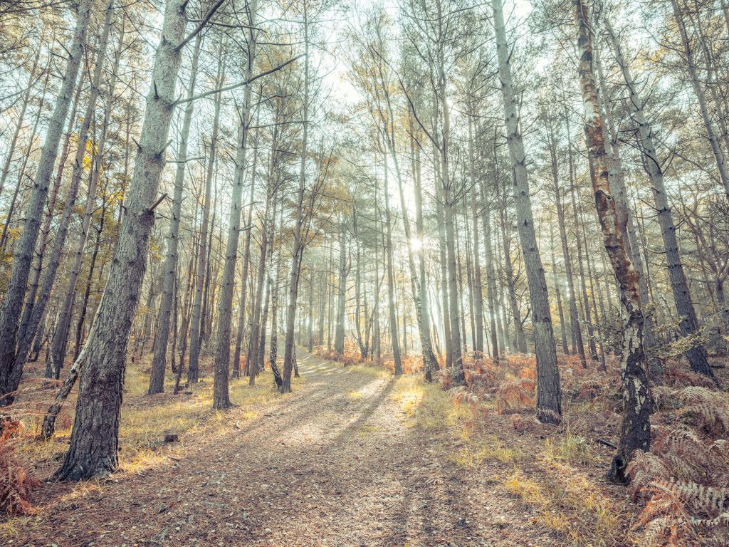 Camino a través de un bosque soleado