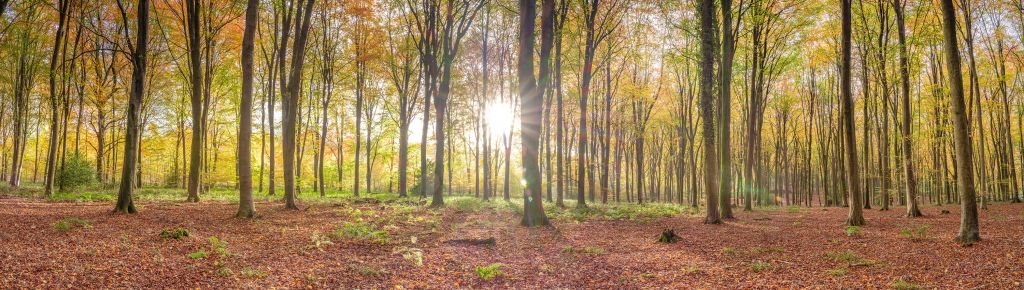 La luz del sol a través del bosque otoñal