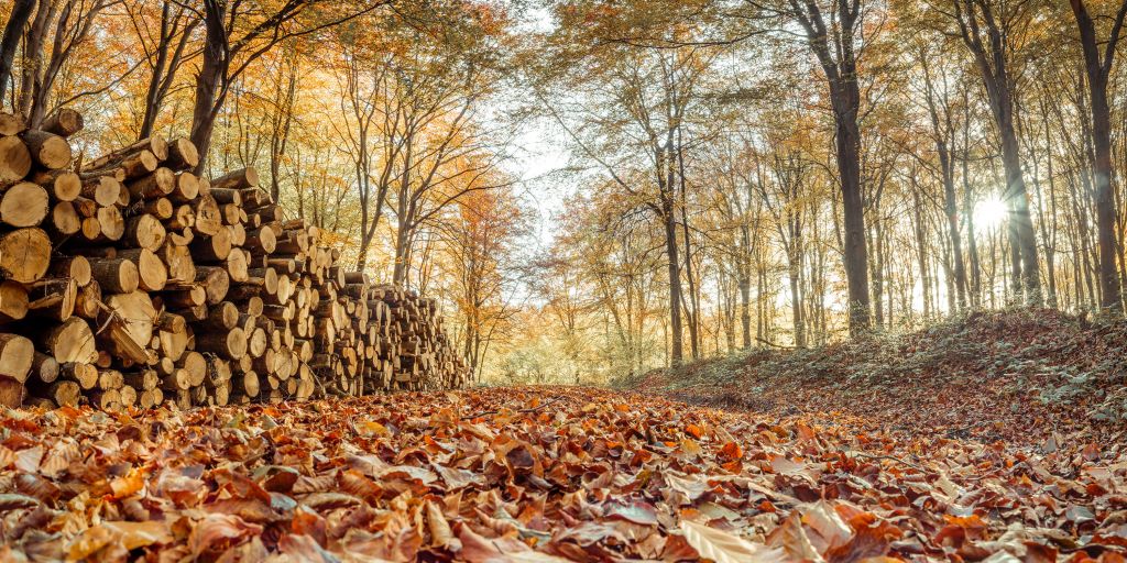 Troncos de árboles en un bosque otoñal