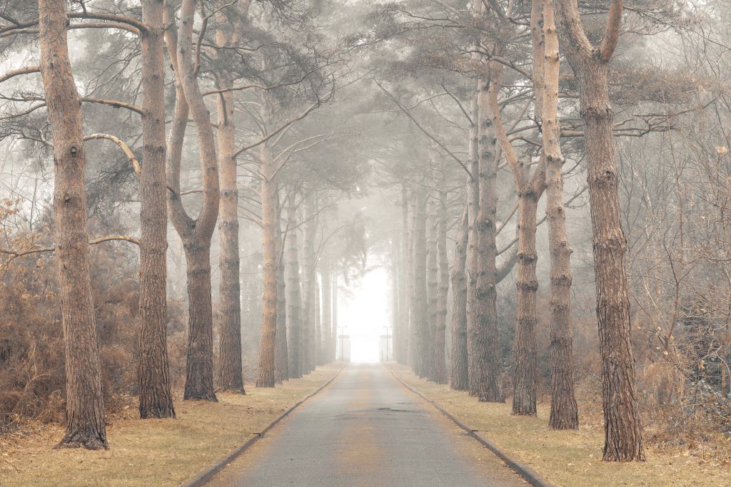 Bosque en la niebla