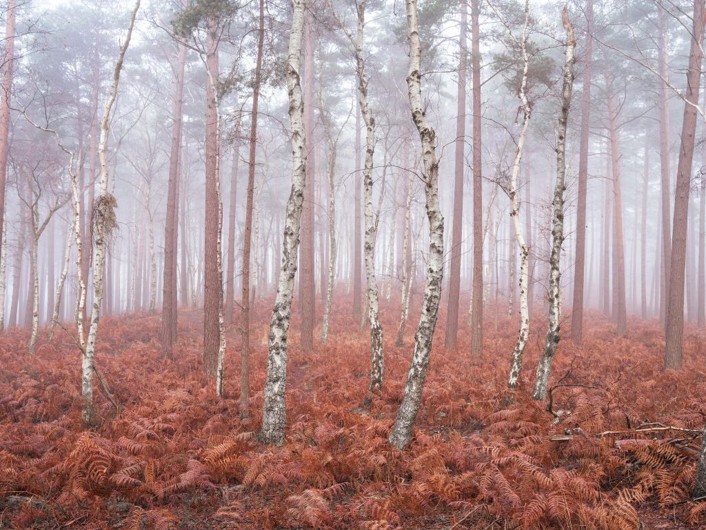 Bosque brumoso abandonado