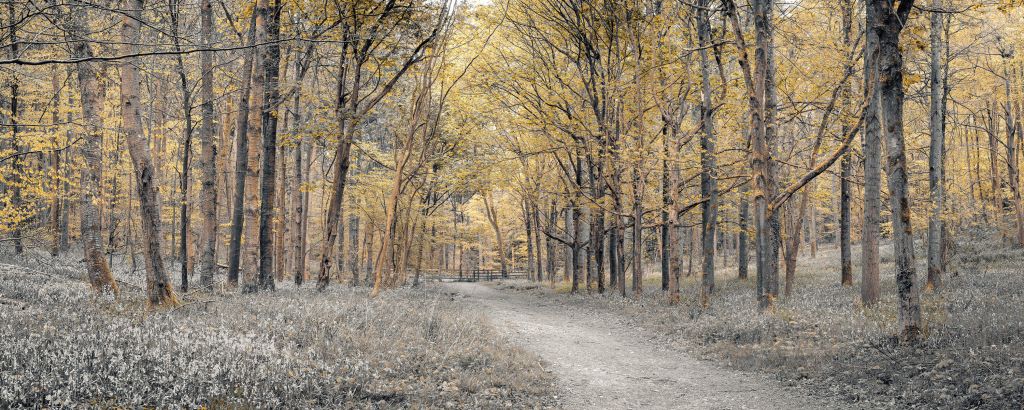 Carretera forestal durante el otoño