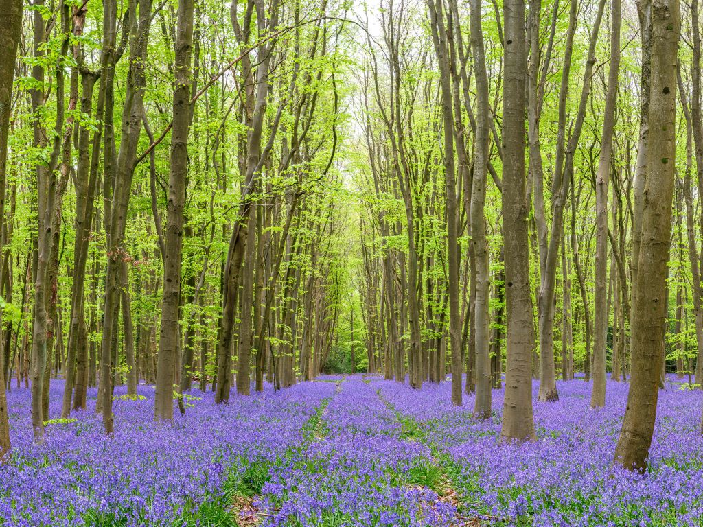Huellas de neumáticos a través del bosque
