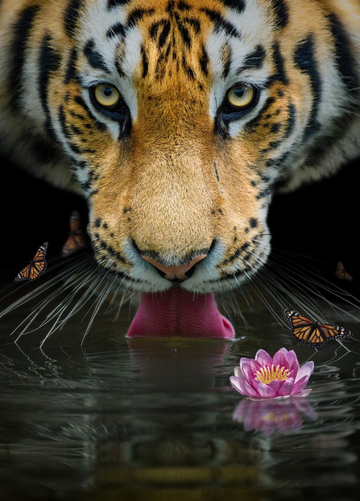 Retrato del tigre de la selva
