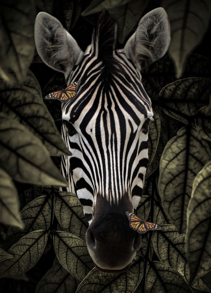 Retrato de cebra de la selva