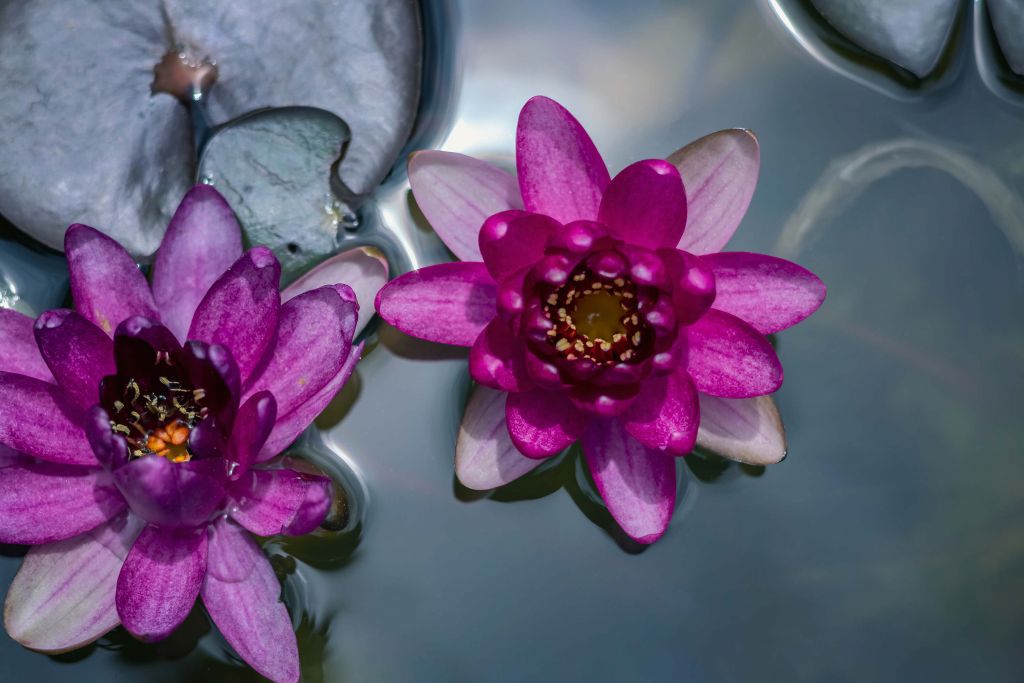 Flor de loto rosa en el agua