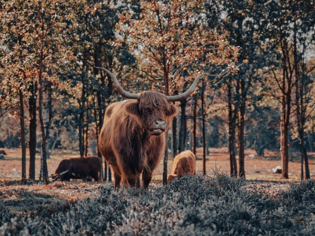 Montañés escocés al borde de un bosque