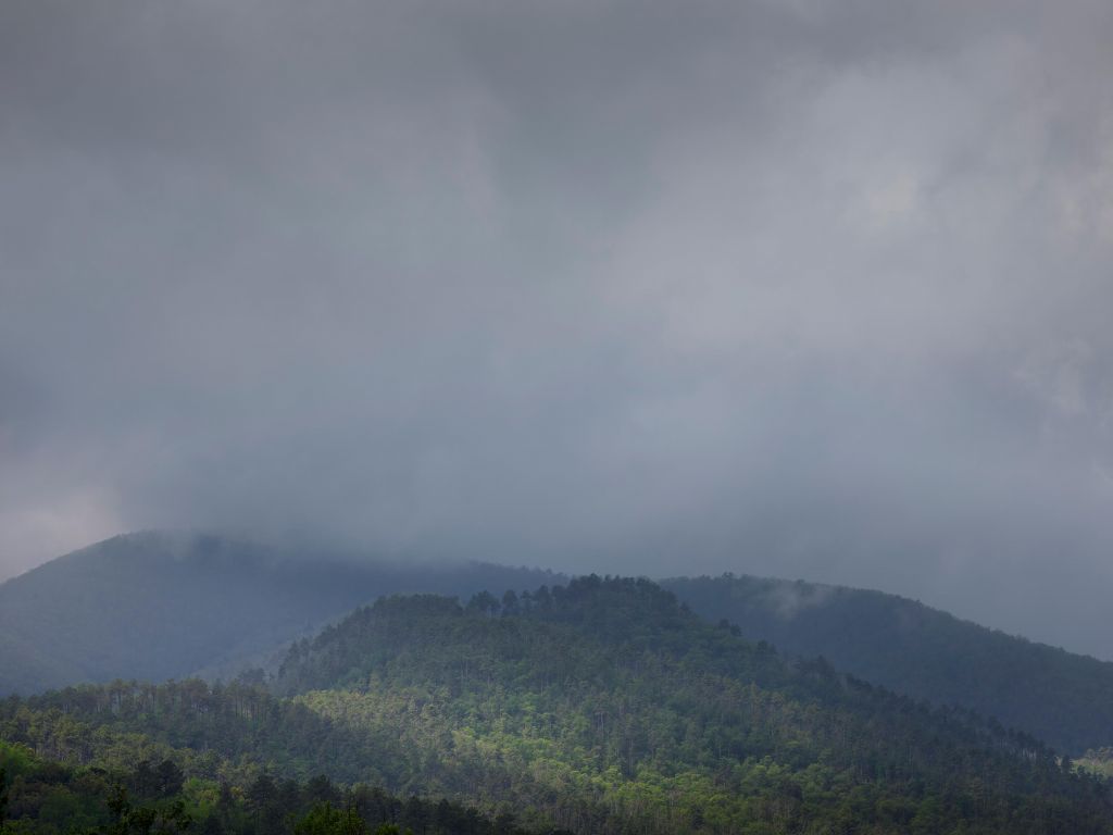 Nubes sobre árboles en las montañas