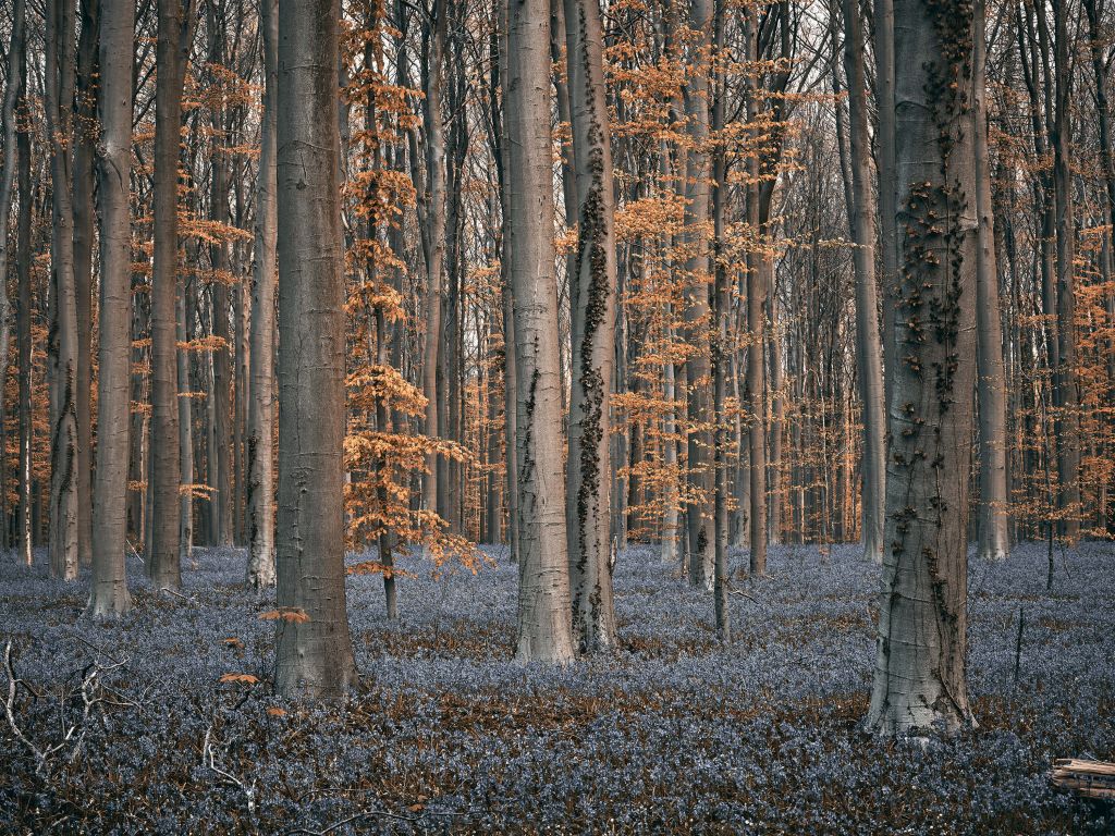 Bosque con tonos pastel