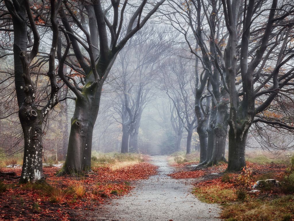 Árboles en el bosque