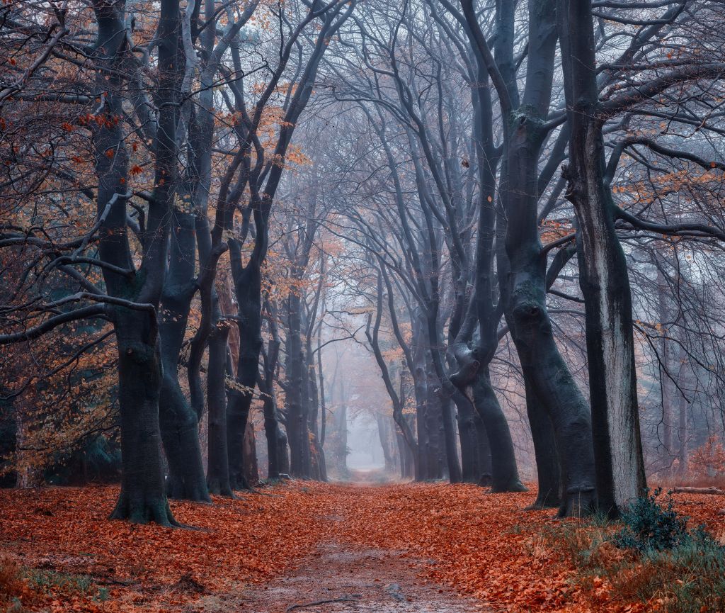 Camino forestal con hojas