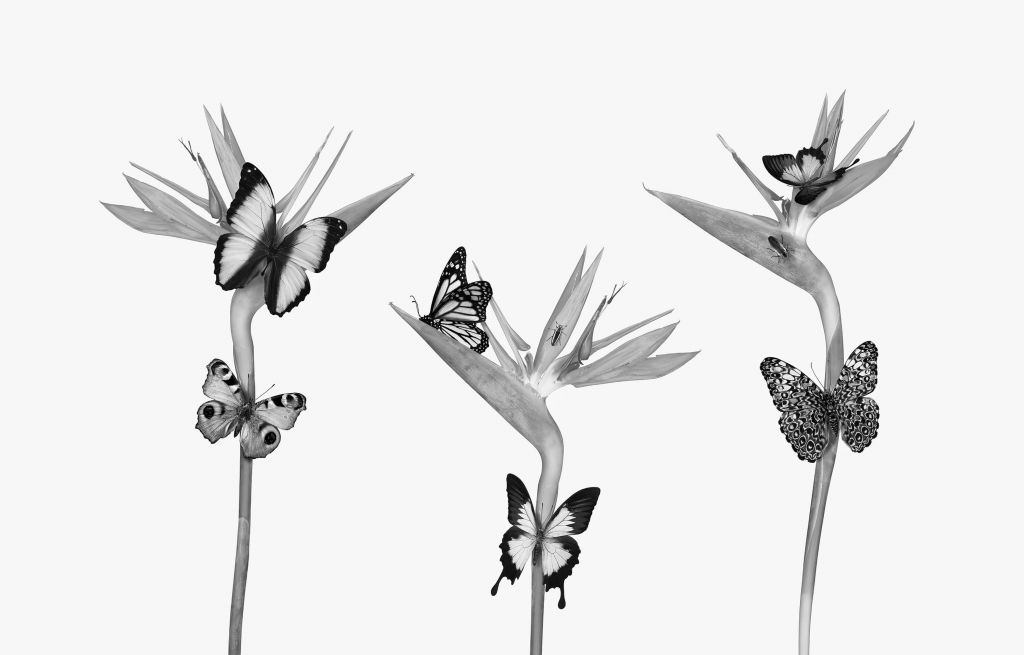 Mariposas sobre flores de ave del paraíso