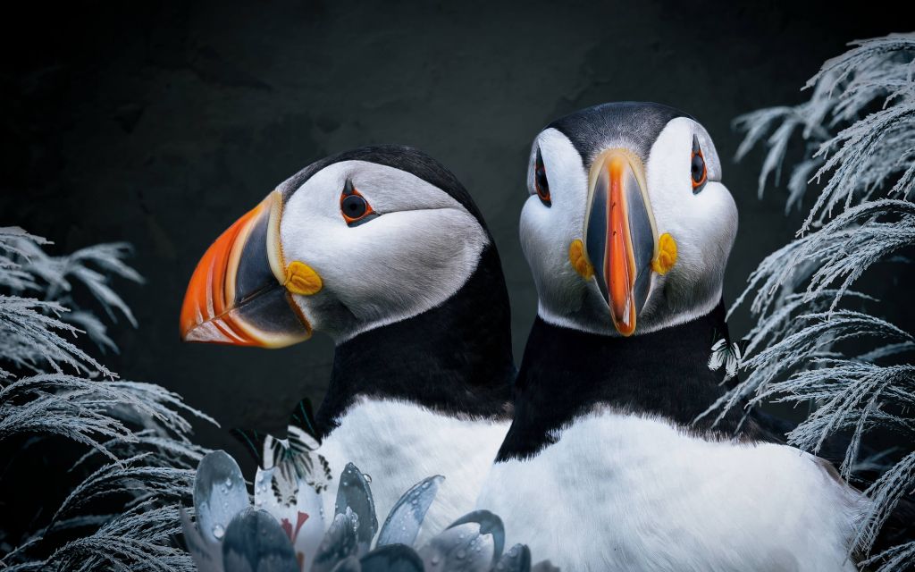 Atlantic Puffins