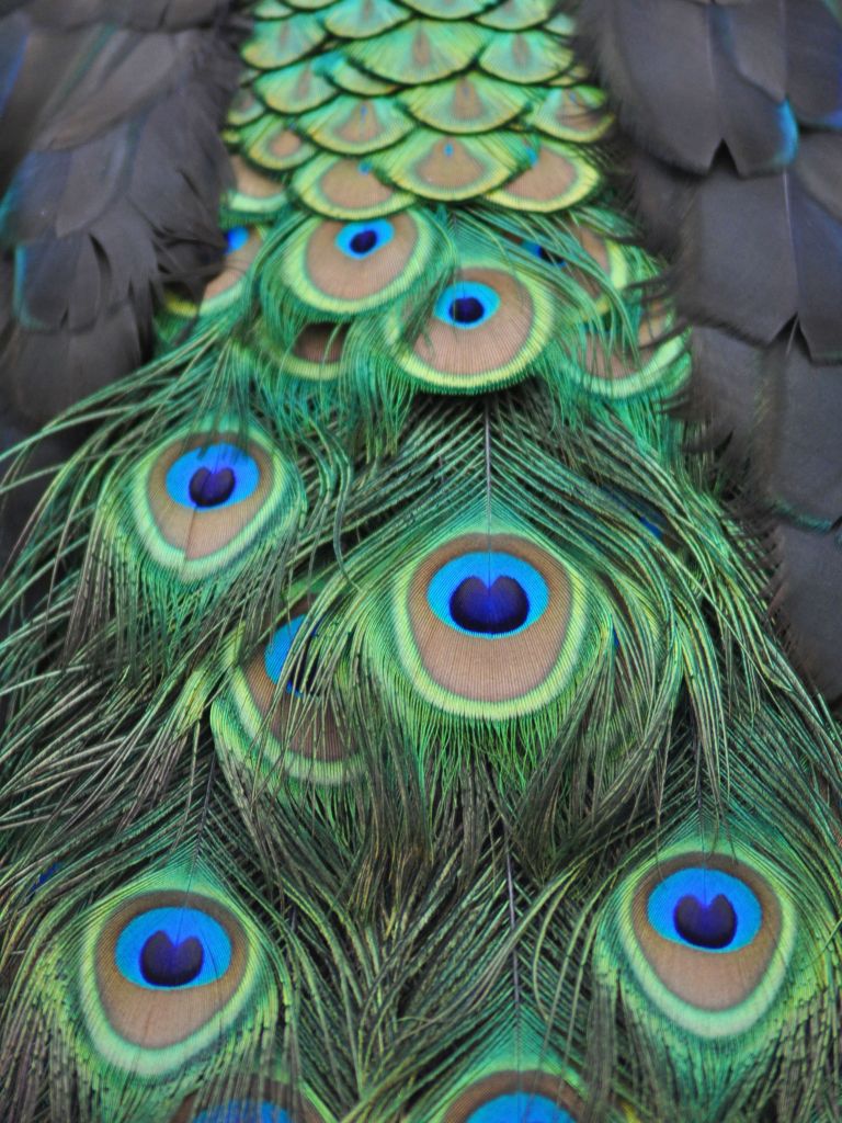 Plumas de pavo real en detalle