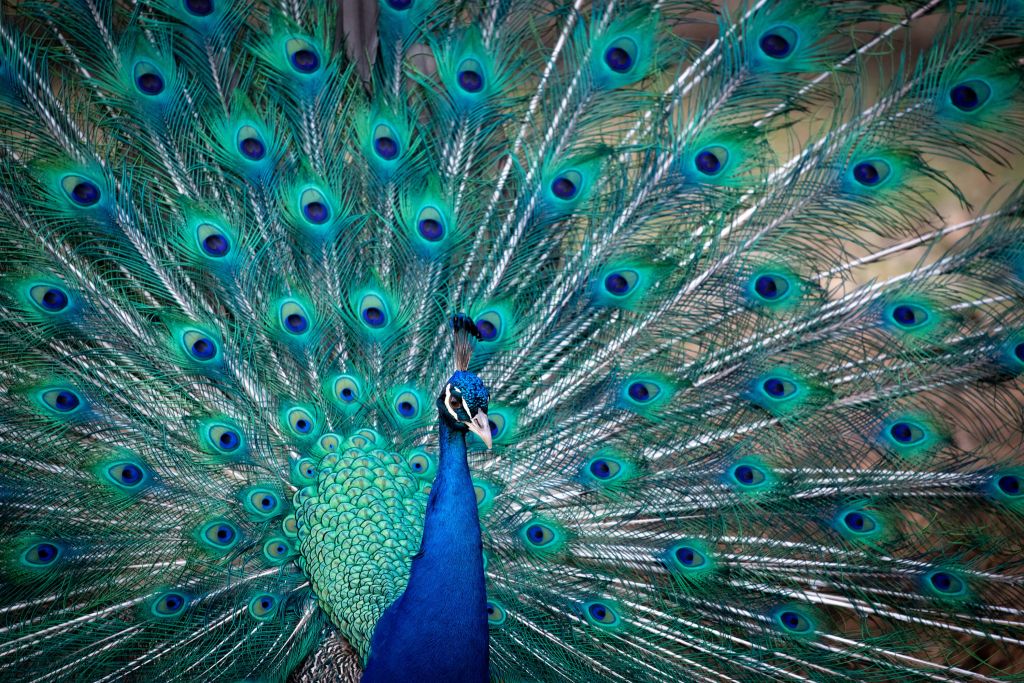 Pavo real azul