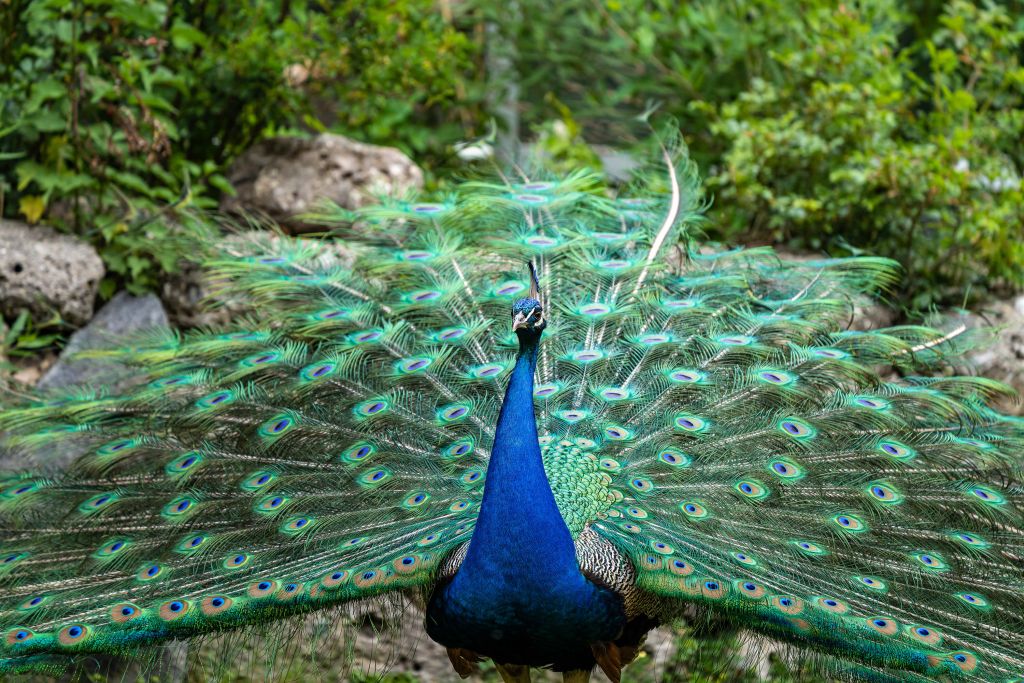 Pavo real indio