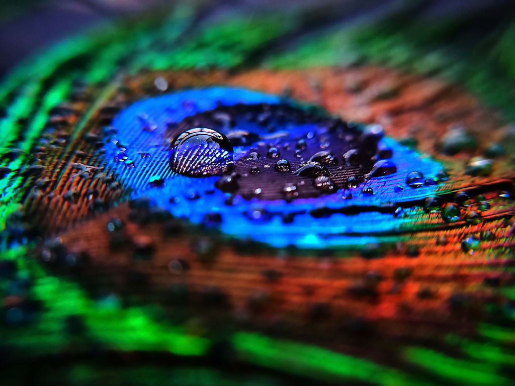 Primer plano de una pluma de pavo real mojada