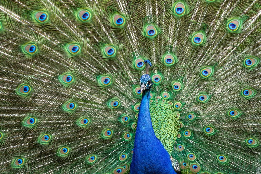 Pavo real con plumas dilatadas