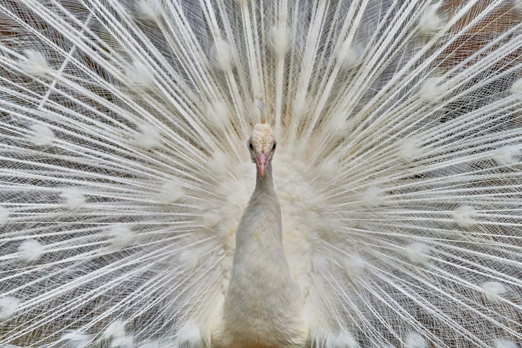 Pavo real blanco