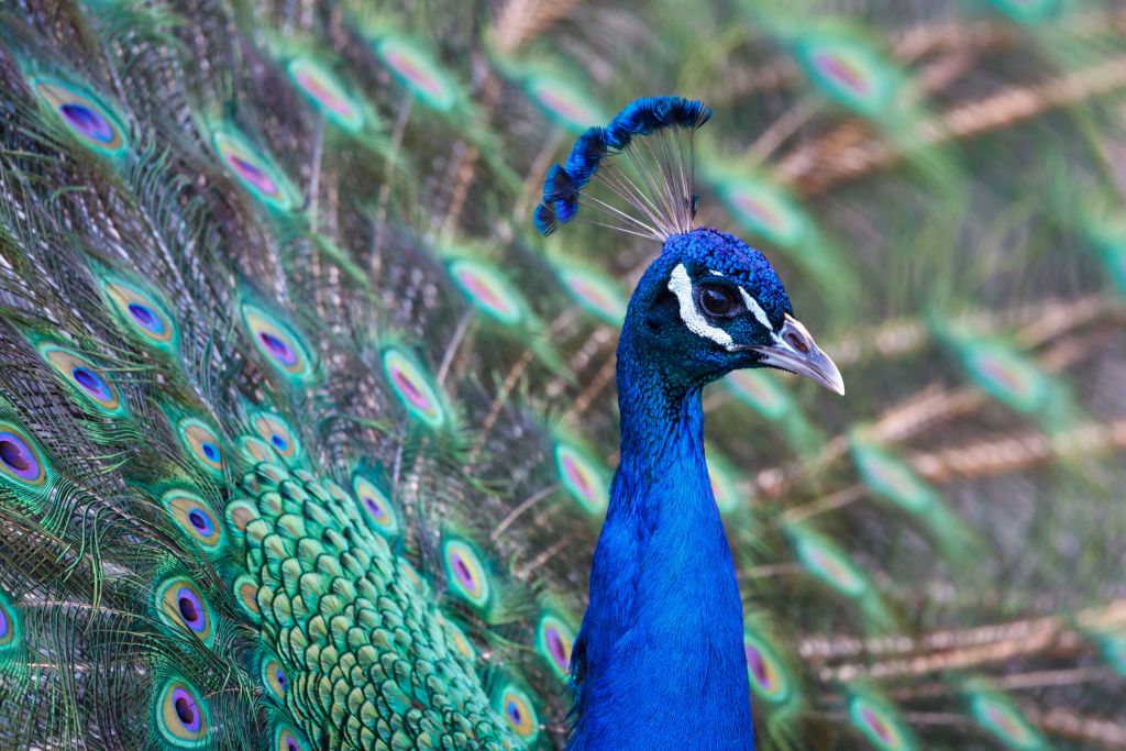 Pavo real macho