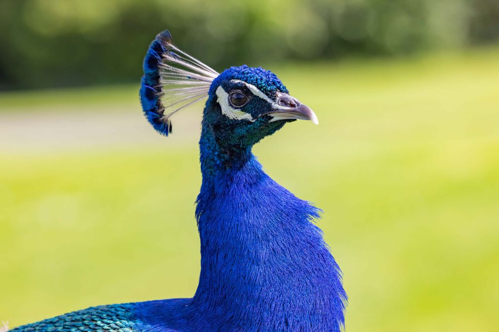Primer plano de un pavo real azul